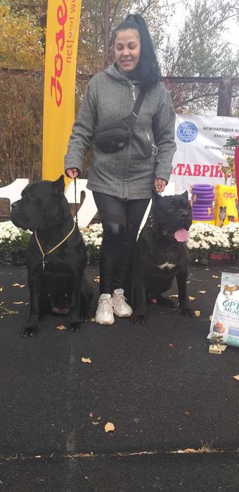 Вязка Кане Корсо