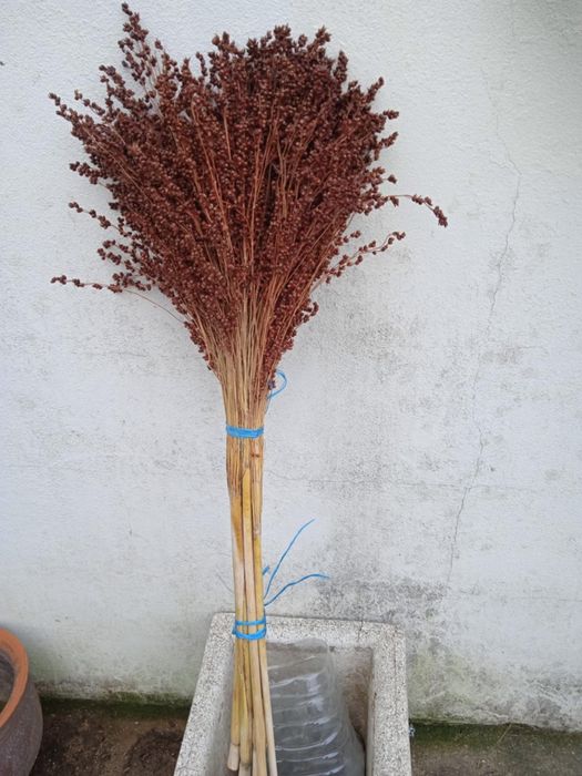 Bonita planta para fazer arranjos, ou centros