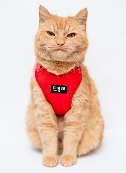 Bezpieczne szelki dla psa - Chaba Guard Comfort Rozmiar L czerwone