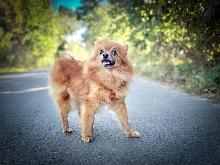 Szpicka Yuna do adopcji