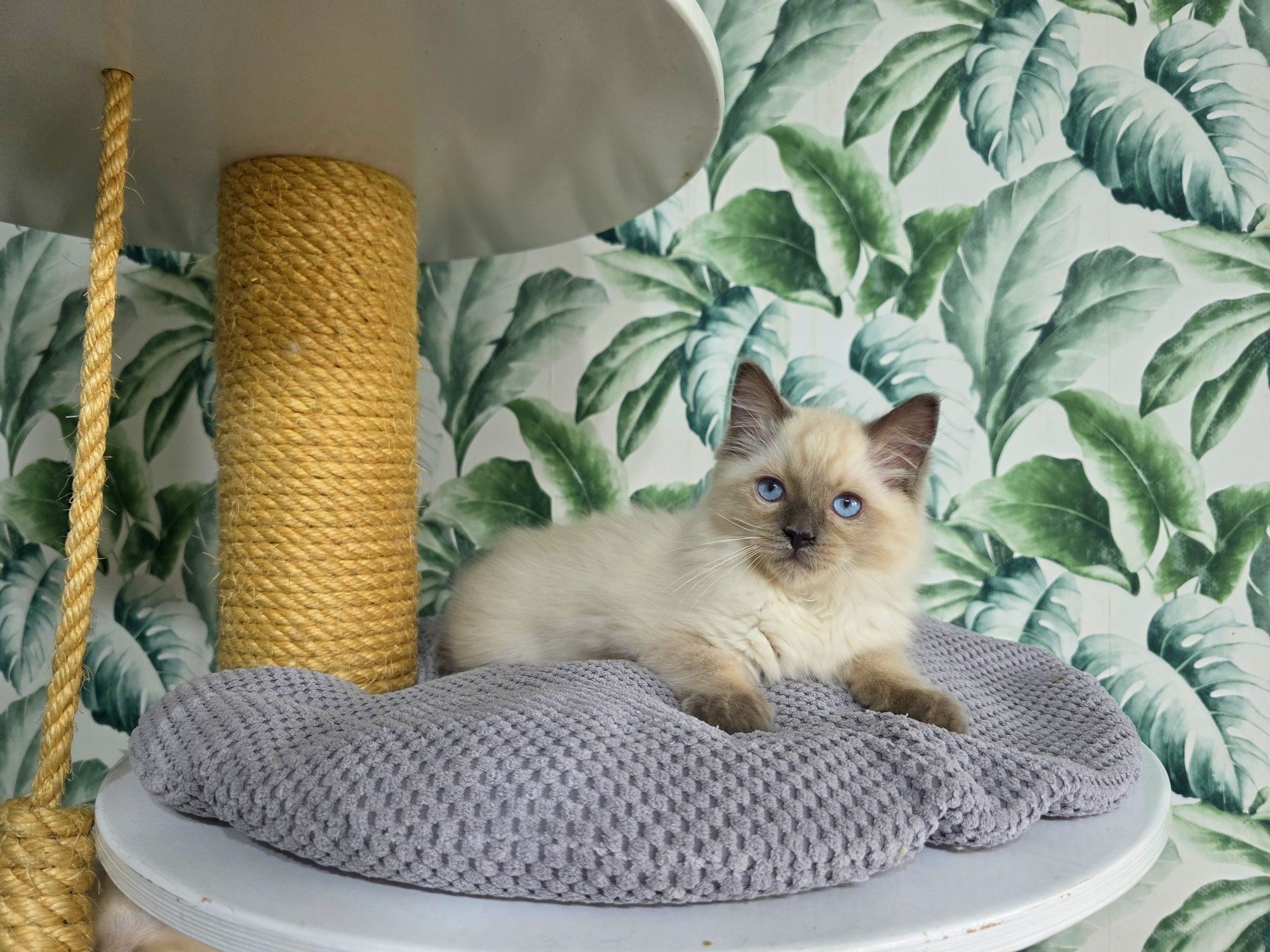 Ragdoll  rasowy z rodowodem WCF