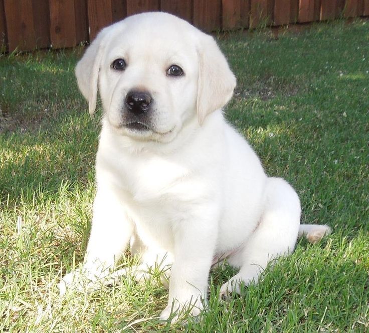 Белый Мишка Лабрадорчики Элитные щенки Питомника есть Шоколад мальчик