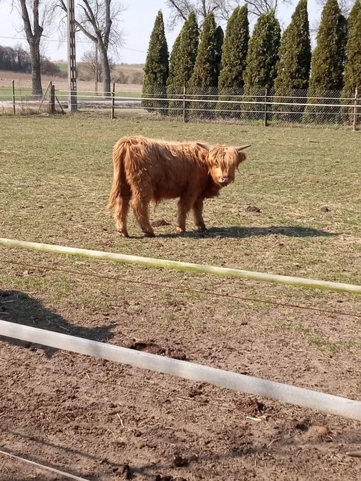 Bydło szkockie, rasa Highland