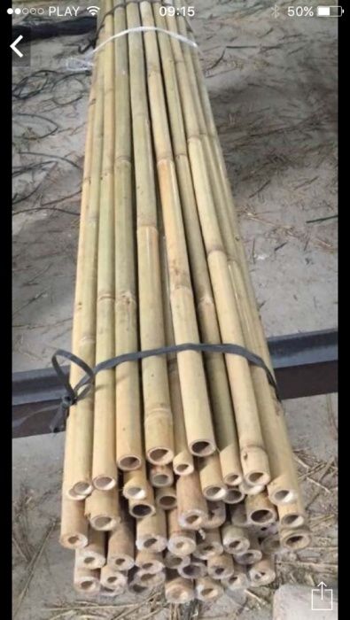 Tyczka bambus - sadownicza tyczki bambusowe 28/30mm 295cm  GRUBE