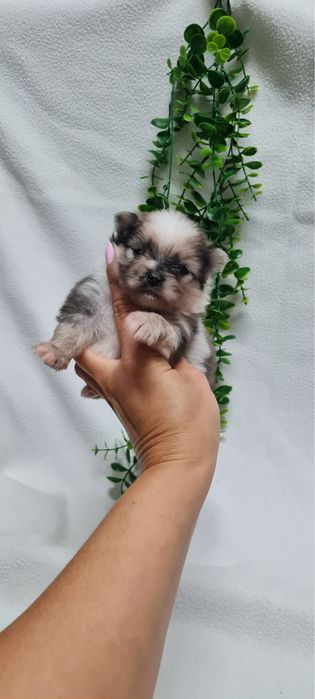 Menino Lulu da Pomerânia mini
