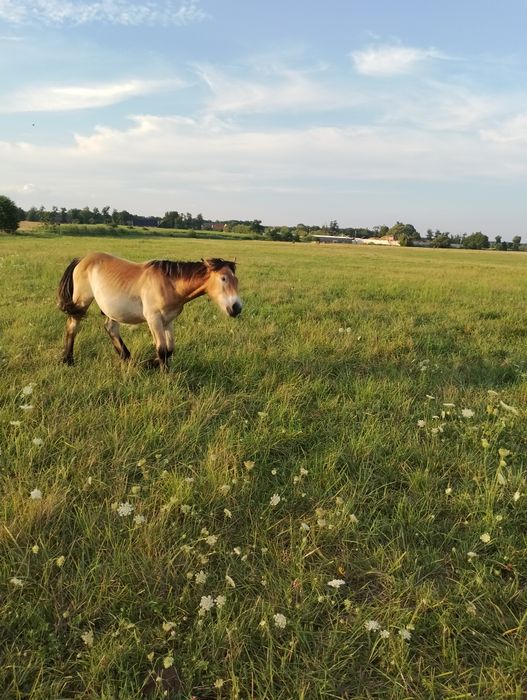 Ogierek zimnokrwisty