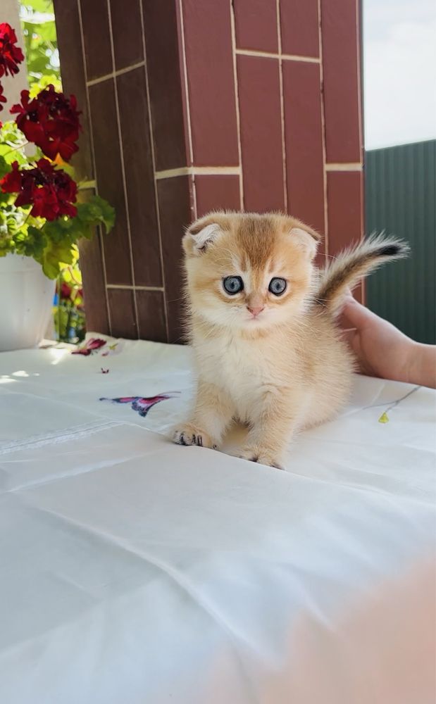 Кошенятко 1,5 місяці хлопчик золота шиншила