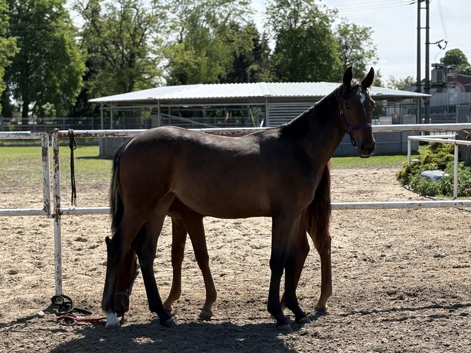Na sprzedaż roczna klacz sp po ogierze Sandeman KWPN