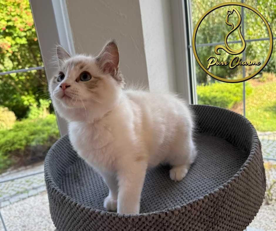 Prześliczny uroczy kocur ragdoll rodowód FPL FiFe słodki