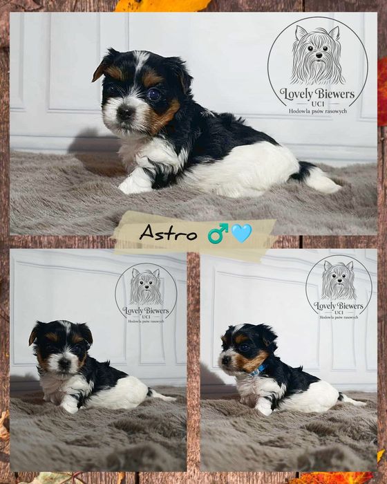 Biewer Yorkshire Terrier ZHPR UCI