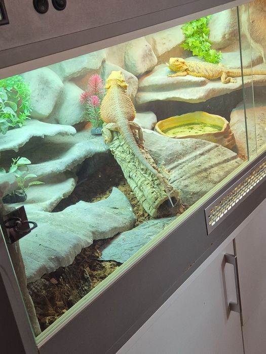 Sprzedam agama brodate