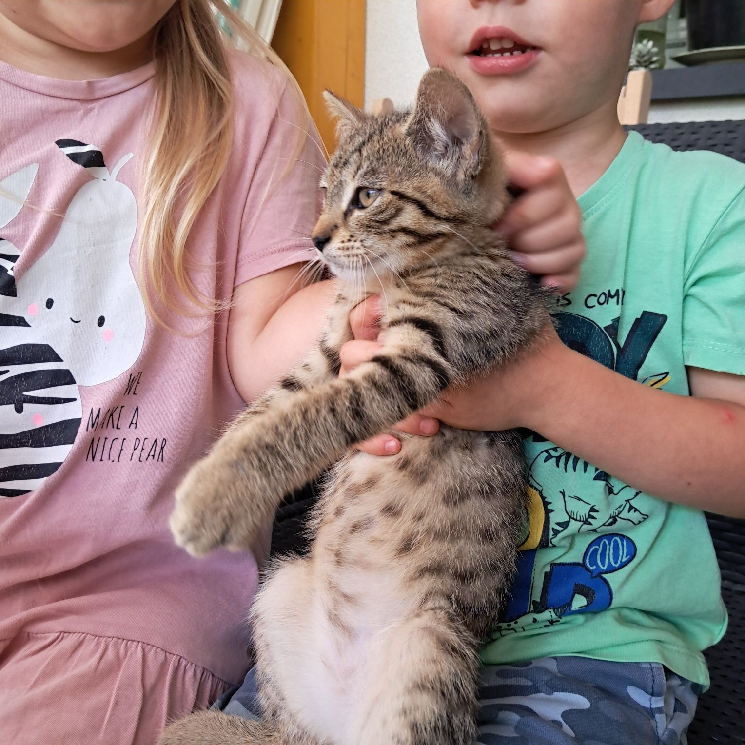 Kotek Staś szuka domu