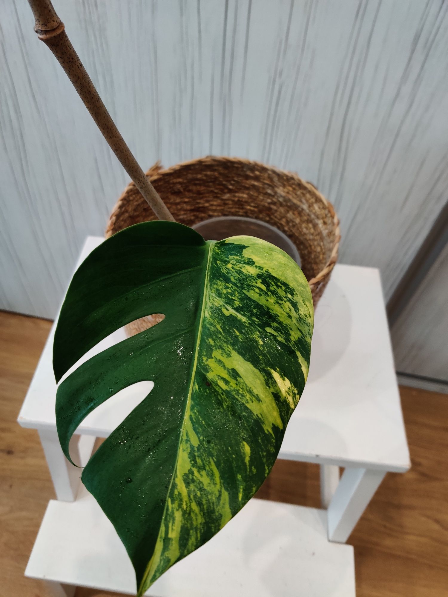 Monstera aurea amarela