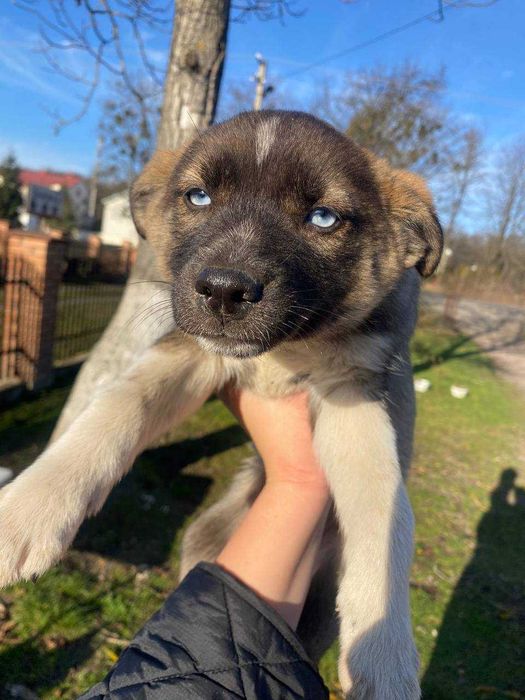 Цуценята в добрі руки