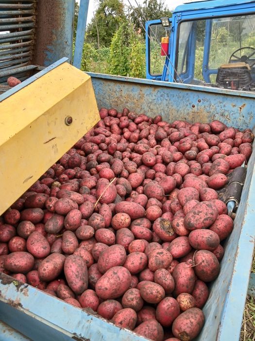 Картопля Балтік Роуз Третя Репродук Дрібна  кормова