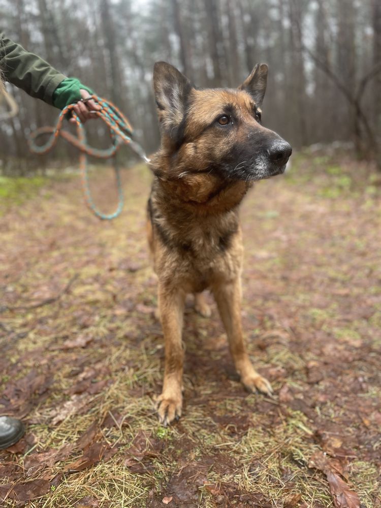 Cudowna sunia poleca się do adopcji!