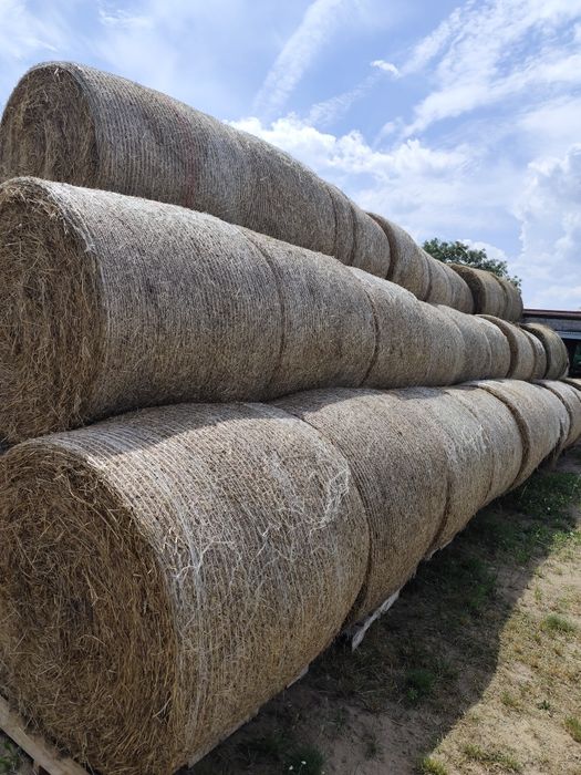 Siano bele okragle mocno zbite z ładnych łąk prasowane prasą pąsowa