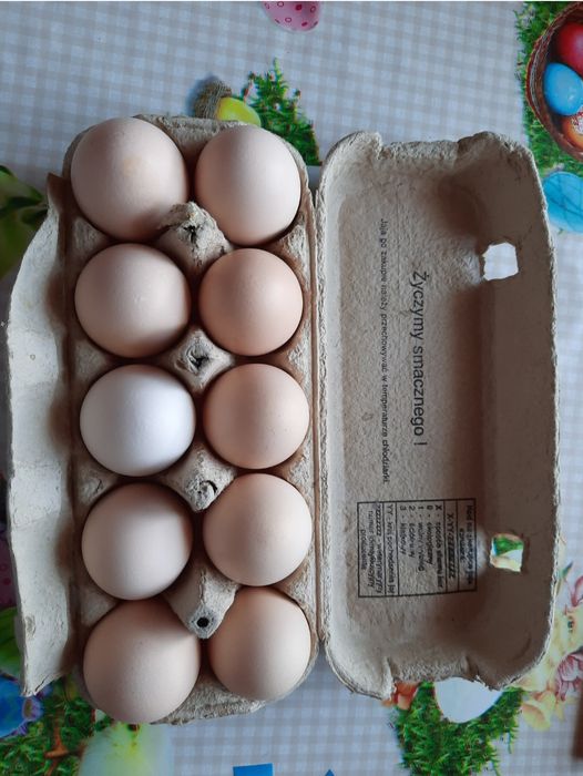Jajka wiejskie,świeże, ekologiczne z wolnego wybiegu