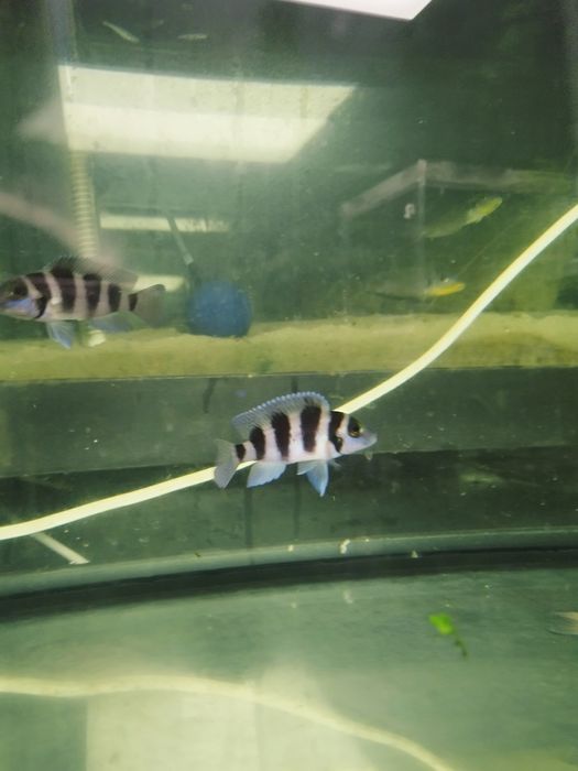 Neolamprologus Tretocephalus szczelinowiec pięciopręgi tanganika