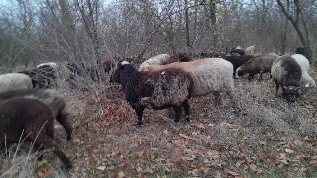 Продаються вівці та барани, живою вагою 60 грн/кг