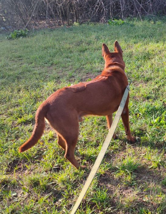 Тайський ріджбек.злучка.