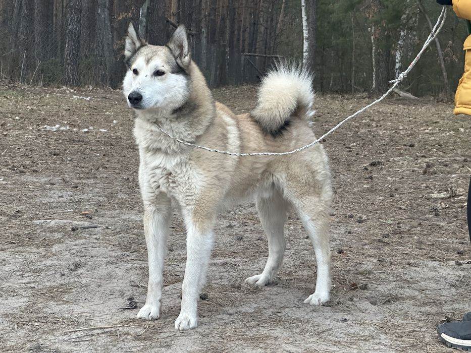 ЗСЛ для в’язки