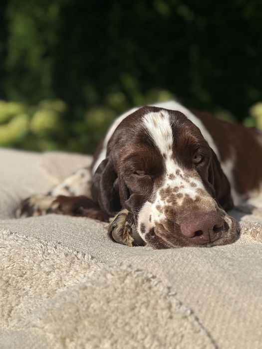 Pies rasy Springer Spaniel Angielski ZKwP FCI