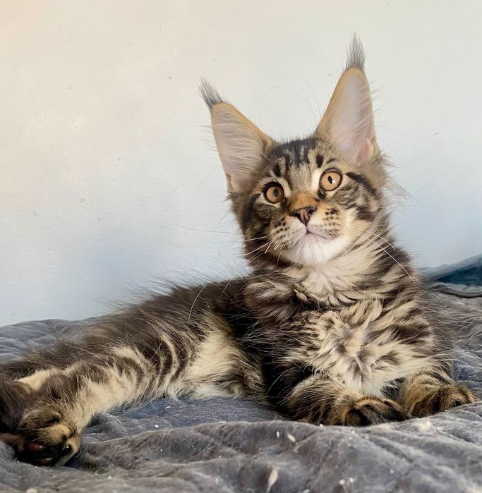 Masywny, bardzo duży 3-miesięczny kocur N22