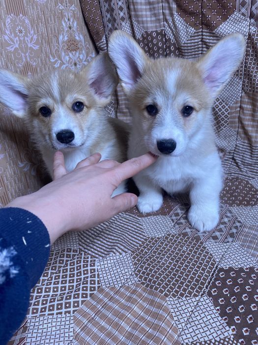 Вельш-корги пемброк (мальчики и девочки)