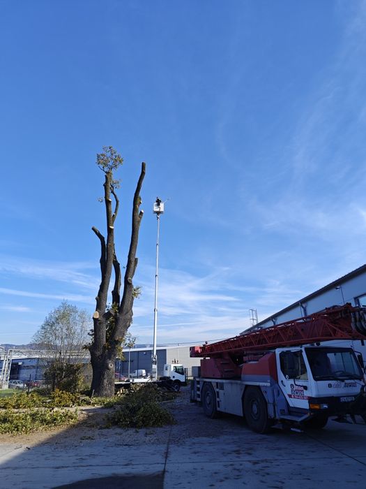 Wycinka drzew ,rębakowanie,usługi ogrodnicze