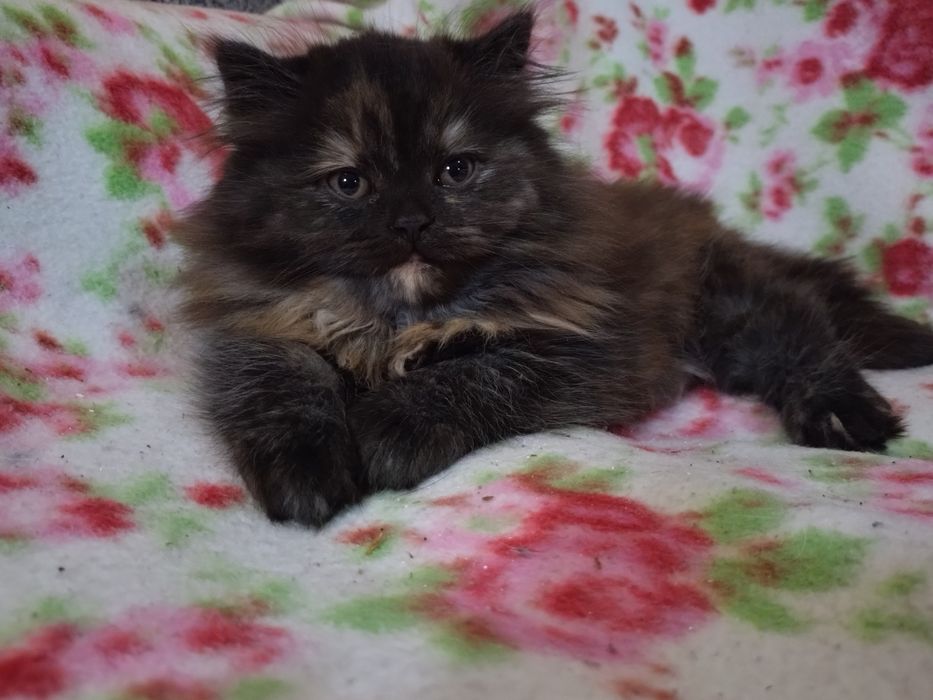 REZERWACJA Sharley cudna kociczka