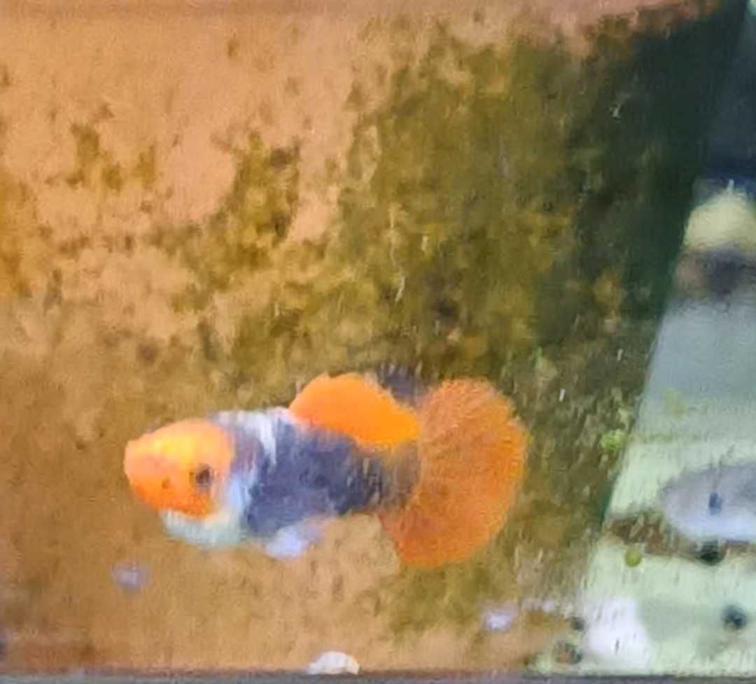 Guppys de linhagem criação própria