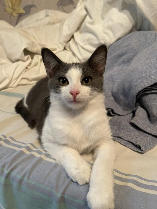 Юний красунчик шукає сімʼю