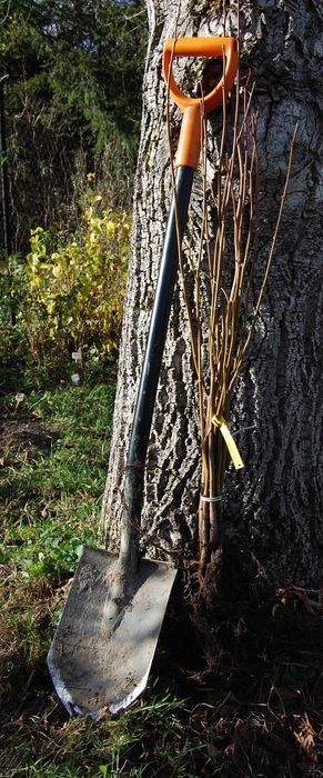 sadzonki Lipa miododajna drobnolistna akacja biała Rubinia