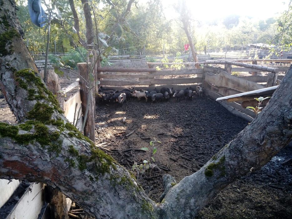 Продам свині без ГМО