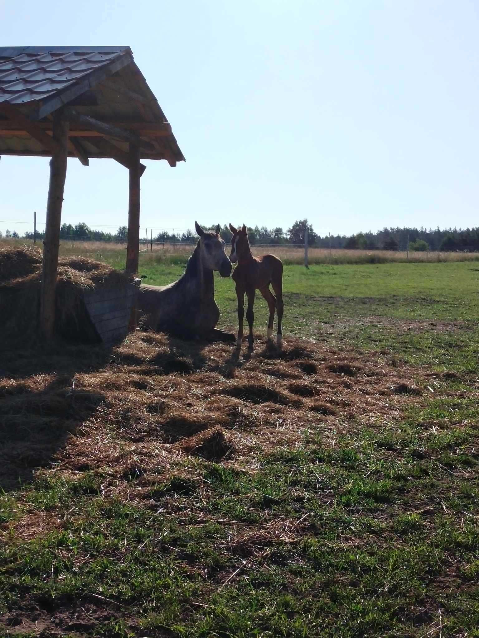 Kaszuby, wczasy, noclegi - Agroturystyka Lawendowe Wzgórze