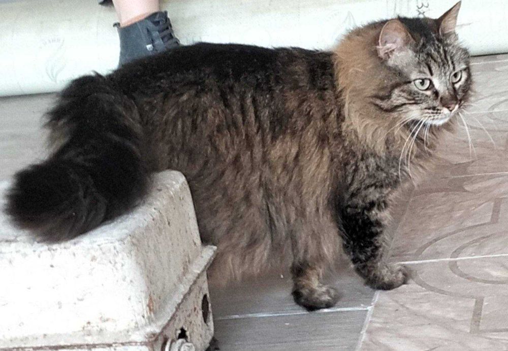 Стерилізована киця шукає дім