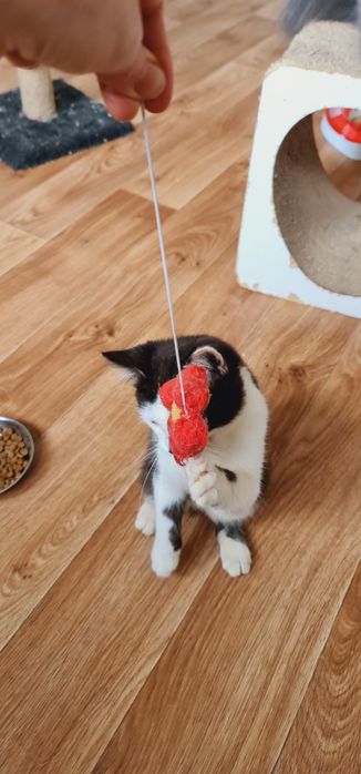 Кошеня файний хлопчик