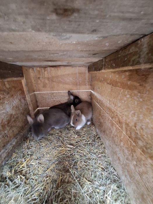 Króliki miniatórki