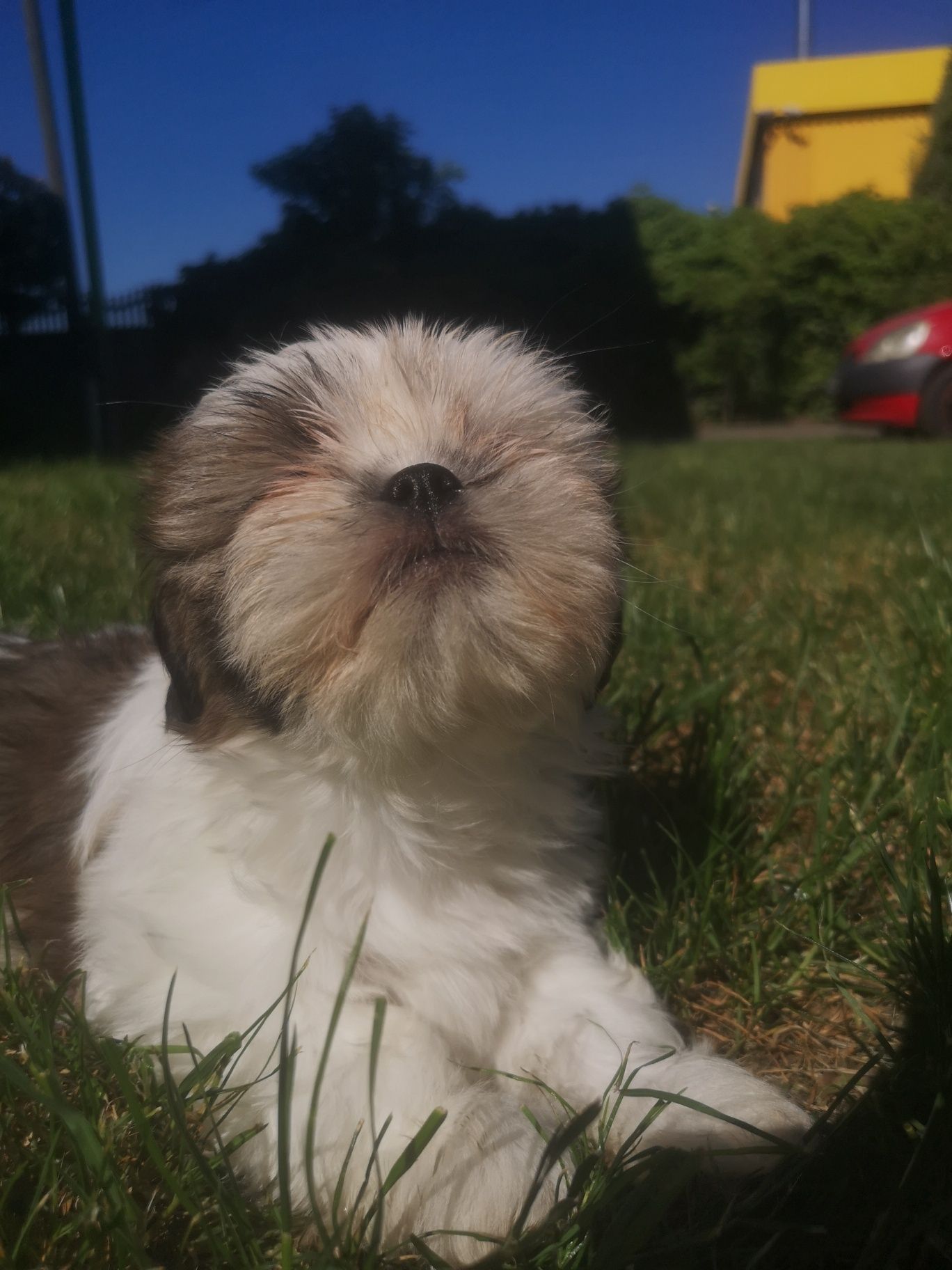 Urocza Sunia Shih-tzu rodowód