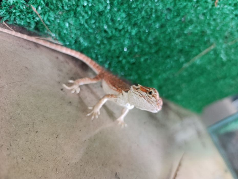 Młoda agama brodata