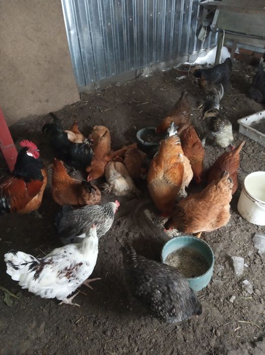 Інкубаційні яйця домашніх курей(инкубационное яйцо)