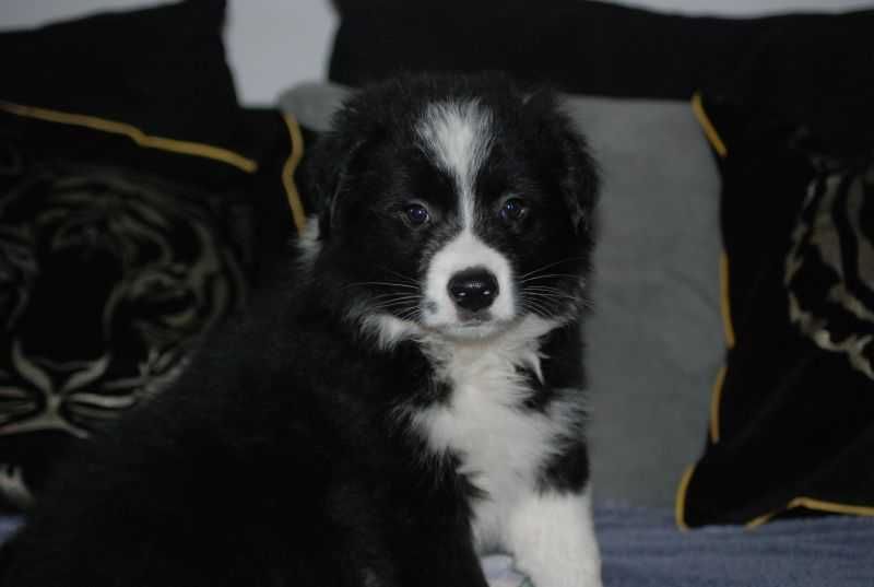 Piesek Border Collie gotowe do odbioru.