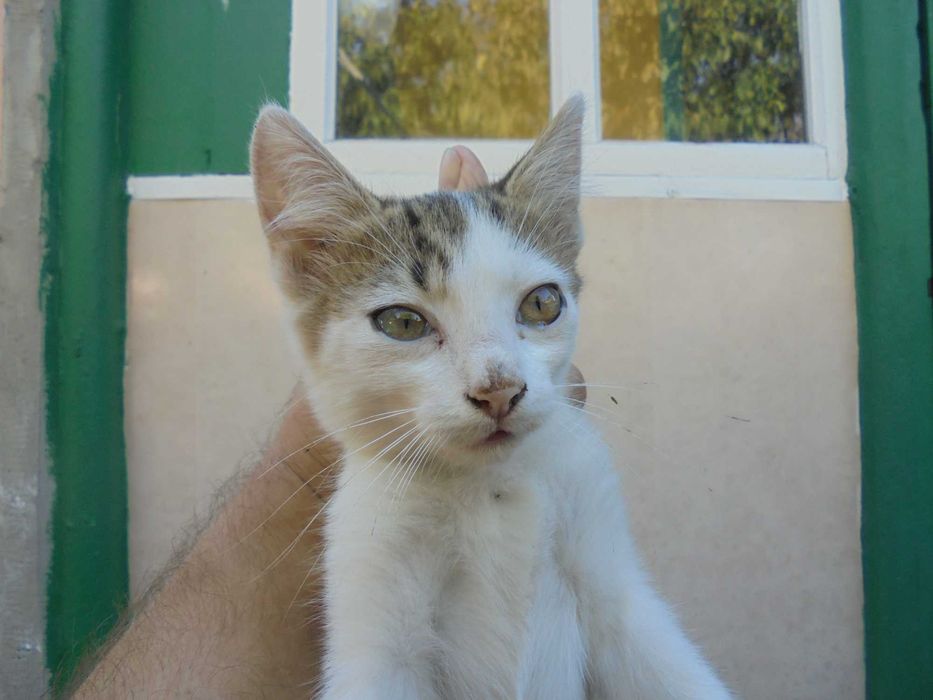 дарим котика 4 месяца.