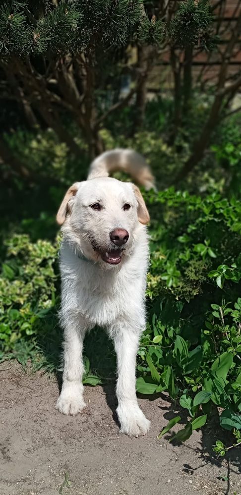 Sunia Gambi anioł ma czterech łapach szuka domku