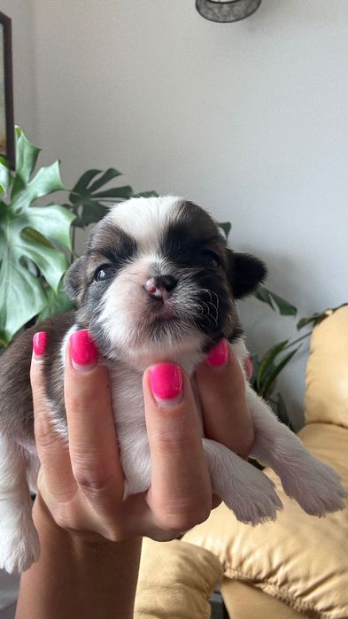 Piesek Shih Tzu z rodowodem