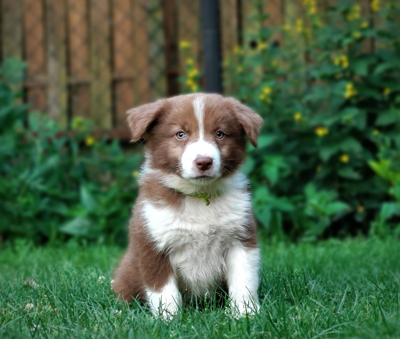 Border collie do odbioru