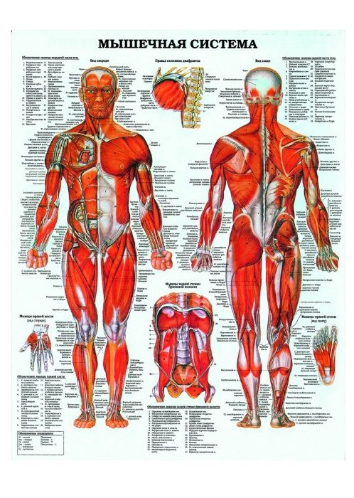 Плакаты медицина и анатомия