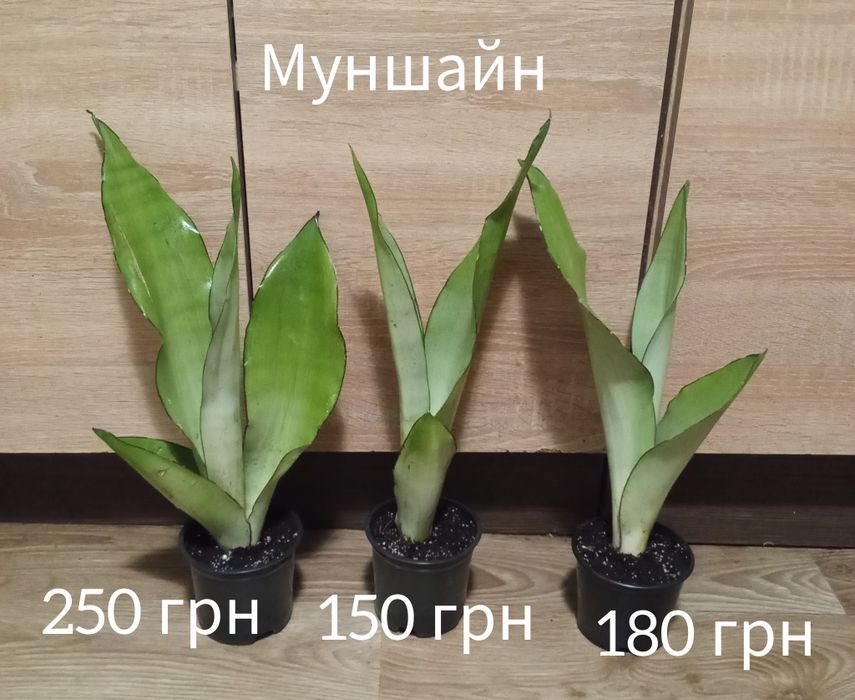 Азалія, драцена, нейтера, сансевієрія муншайн, маранта, хомаломена