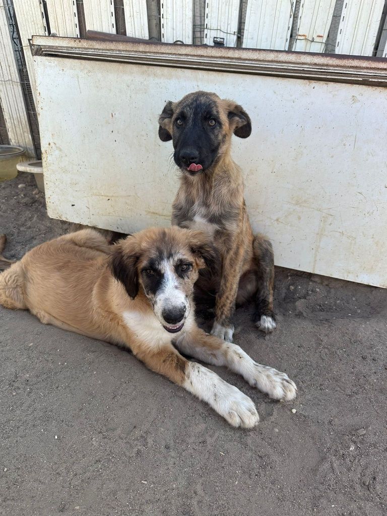 Cachorros rafeiro alentejano para doação